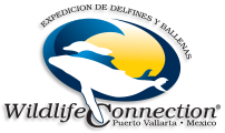 Wildlife Connection Logo